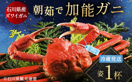 【先行予約】【冷蔵発送】朝茹で加能ガニ（姿1杯）2025年11月上旬以降発送 カニ 朝ゆで 加能蟹 かのうがに 姿 ボイル 蟹 ズワイガニのオス 贈り物 ギフト ご当地 グルメ 海の幸 海産物 食品 F6P-2483