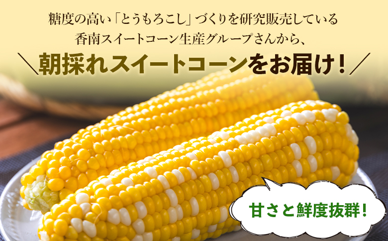 先行予約受付中！朝採れスイートコーン 約4.5kg（12～15本）- 野菜 とうもろこし とうきび トウキビ BBQ キャンプ 旬 おやつ 特産品 数量限定 季節限定 期間限定 sg-0006